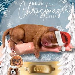 Elvis - Ruby male Cavalier King Charles Spaniel puppy in Ammon, Idaho from Ammon Acres Cavaliers