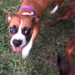 Boxers from Barbara Ann's Wholesome Yard