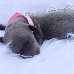 Dachshund Puppies from Dandy Doxies of KY