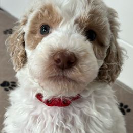 Boy 2 - Parti Goldendoodle puppy in Christiana, Tennessee from Rechlicz Family Doodles