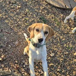 Missy - Beagle