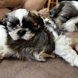 Shih Tzu Puppies from Meihem Pups