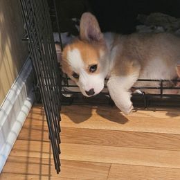 Lorenzo - Red male Pembroke Welsh Corgi puppy in Morgantown, Pennsylvania from Goldstar Puppies (License Number 18519)
