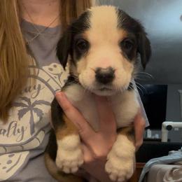 Orange Girl - Black, white and red female Greater Swiss Mountain Dog puppy in Lower Burrell, Pennsylvania from Polyanna’s GSMD