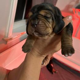 Poppy - Black tan and white female Basset Hound puppy in Willow Spring, North Carolina from Blackberry Creek Basset Hounds