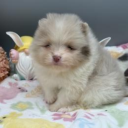 Atlas - Lavender male Pomeranian puppy in Newark, Ohio from Keeperofstars Pomeranians