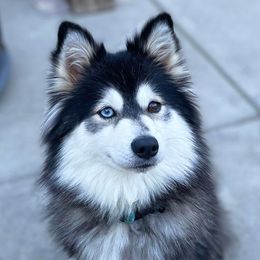 Everest - Pomsky