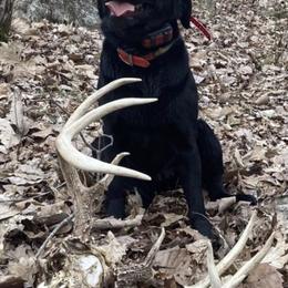 Labrador Retrievers from GNJ Kennels