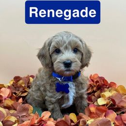 Renegade - Blue collar - Apricot male Goldendoodle puppy in Cape Coral, Florida from Nay Nays Mini Doodles