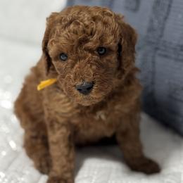 Chunky - Red  male Goldendoodle puppy in Lincoln, Nebraska from Daisy Doodles