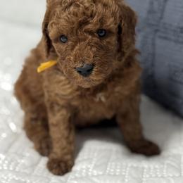 Chunky - Red  male Goldendoodle puppy in Lincoln, Nebraska from Daisy Doodles