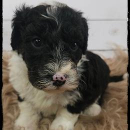 Scorpion - Black and white male Sheepadoodle puppy in Farley, Iowa from Iowa's Doodle Co.