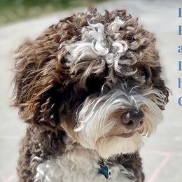 Everest - Bernedoodle