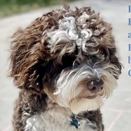 Everest - Bernedoodle