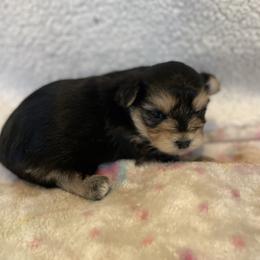 Milo - Black & tan tri-color male Morkie puppy in Taylorsville, North Carolina from Mountain Top Hot Tailz