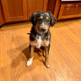 Casanova - Blue merle male Aussiedoodle puppy in Grants Pass, Oregon from Woodwind Miniatures