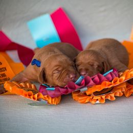Girl 1 - female Vizsla puppy in Greensburg, Kentucky from Nosam Kennels- Hungarian Vizslas, German Shorthairs & Braccos Located in Kentucky