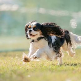 Cavalier King Charles Spaniel All Grown Up from Linda Whitmire's Cavalier King Charles Spaniels