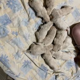 Golden Retriever Puppies from Stud Service