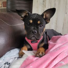 Ally - Black and tan female Companion Cross puppy in Collinston, Utah from Country Sunshine