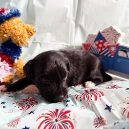Groot - Black and white male Xoloitzcuintli puppy in Manitowoc, Wisconsin from Wonderland Kennel