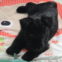 Female2 (LBIIIW) - Black female Scottish Terrier puppy in Conroe, Texas from Scotch McLaren Terriers