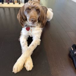 Muffin - Aussiedoodle