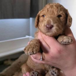 Biscuit - Apricot male Double Doodle puppy in Oceanside, California from Strong Mountain Doodles