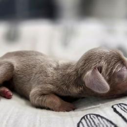 Frosty - Fawn (isabella) and tan male Dachshund puppy in Tucson, Arizona from Sweet as Honey Weenies
