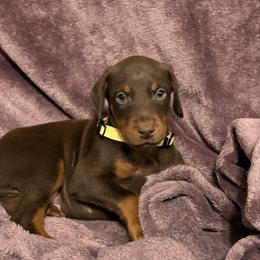 Yellow Collar - Red and rust male Doberman Pinscher puppy in Lake City, Florida from Paintedcrazy Doberman Pinchers