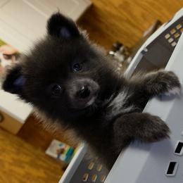 Lil Blu - Blue male Pomeranian puppy in Mays Landing, New Jersey from KB Pom Pups