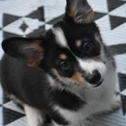 Drift - Full Throttle Litter - Black and tan male American Corgi puppy in Lithia, Florida from Diamondcrest Inc