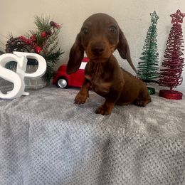 Girl 3 - Chocolate and tan female Dachshund puppy in Waycross, Georgia from Southern Paws