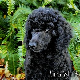 Poodle Puppies from Anna-Ash Poodles