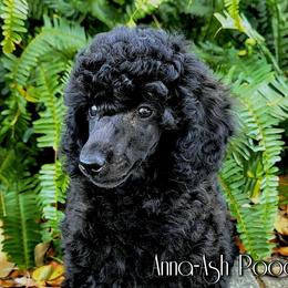 Poodle Puppies from Anna-Ash Poodles
