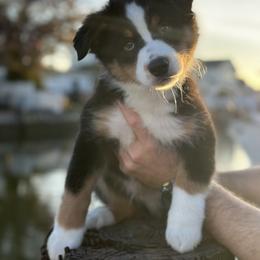 Miniature Australian Shepherd Puppies from All That Auss Mini Aussies