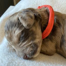 Jane - Merle female Goldendoodle puppy in Zephyrhills, Florida from Just Tails Doodle