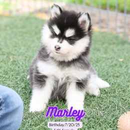 Marley - Black and white female Pomsky puppy in Humeston, Iowa from M.A.R. Dogs