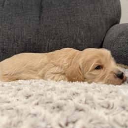 Rigby - Cream male Goldendoodle puppy in Monument, Colorado from Colorado Dreamin Doodles