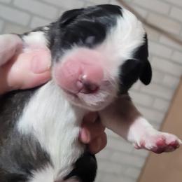 Mary - Brown and white female Saint Bernard puppy in Lowpoint, Illinois from Minnie's Majestic Saints