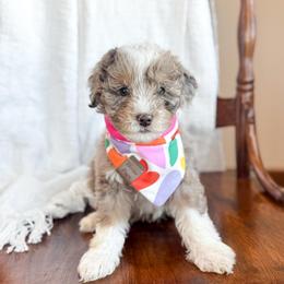 XOXO - male Australian Mountain Doodle puppy in Iowa from Burkhart Family Puppies