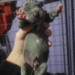 Boy 1 - Blue male Great Dane puppy in Wheatfield, Indiana from Rough Diamond Danes