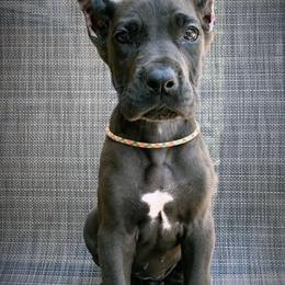 Great Danes from Southern Danes LLC