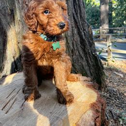 Goldendoodle Puppies from Lundee Doodles