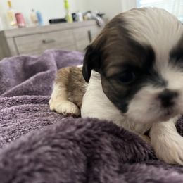 Shih Tzu Puppies from Bayonne Shih Tzu’s