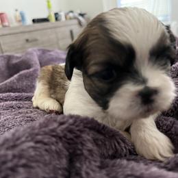 Shih Tzu Puppies from Bayonne Shih Tzu’s