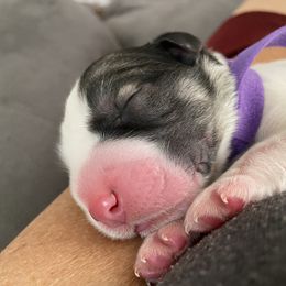 Great Pyrenees Puppies from Sugar Pine Pyrenees