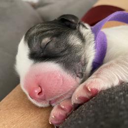 Great Pyrenees Puppies from Sugar Pine Pyrenees