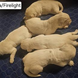 Linda Boy 1 - Light golden male Golden Retriever puppy in Niles, Michigan from Composer Goldens
