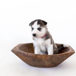 Siberian Husky Puppies from Hargaden Huskies